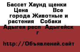 Бассет Хаунд щенки › Цена ­ 20 000 - Все города Животные и растения » Собаки   . Адыгея респ.,Адыгейск г.